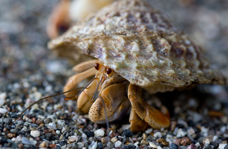 Hermit crab on sandy beach