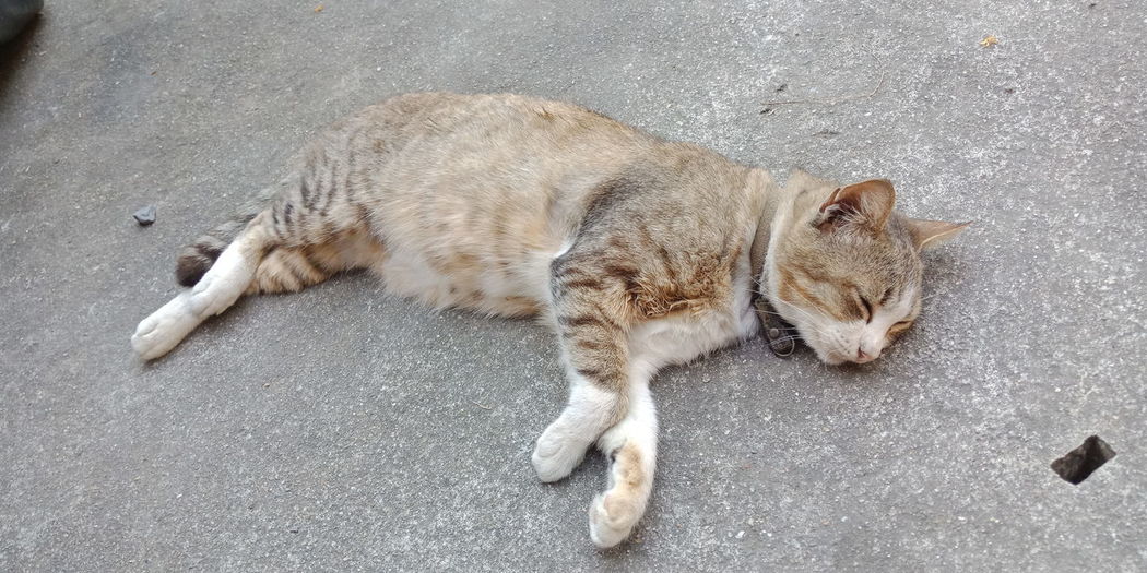 High angle view of cat sleeping on road