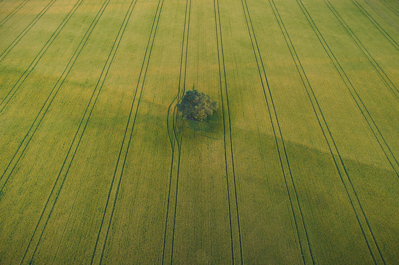 Aerial view of a green field
