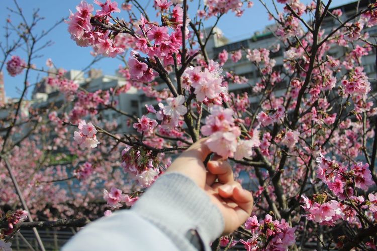 Cropped hand of woman holding cherry tree branch in spring
