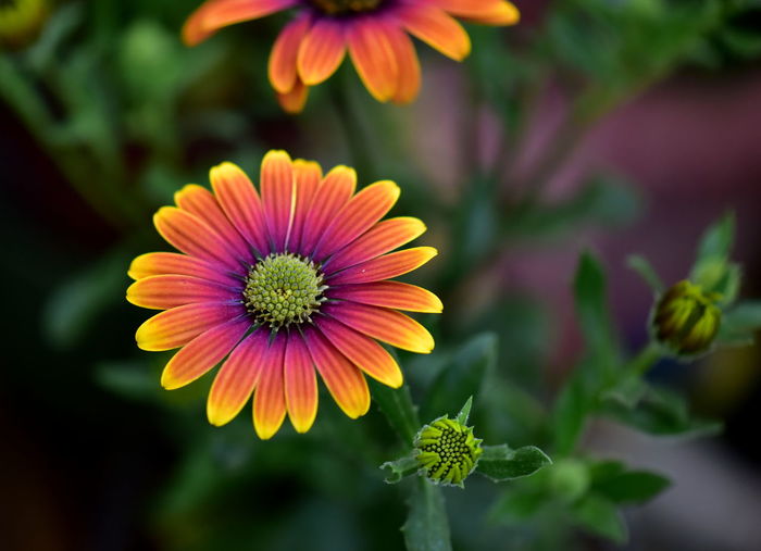 Colorful daisy flower in a garden