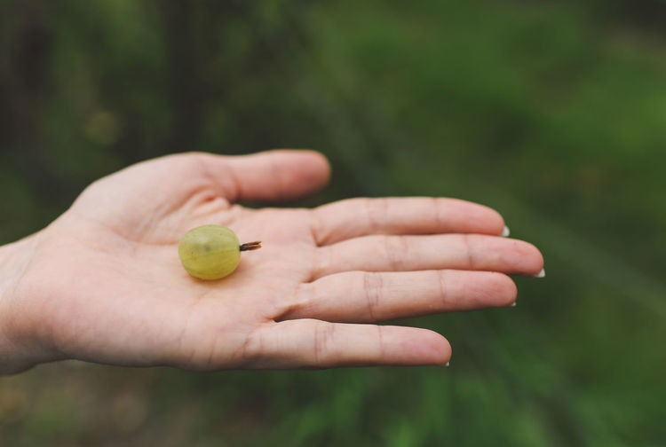 Close-up of cropped hand holding a ripe gooseberry