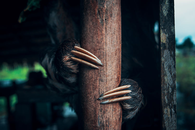 Close-up of sloth on pole