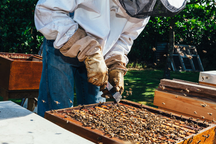 Midsection of beekeeper working at beehive