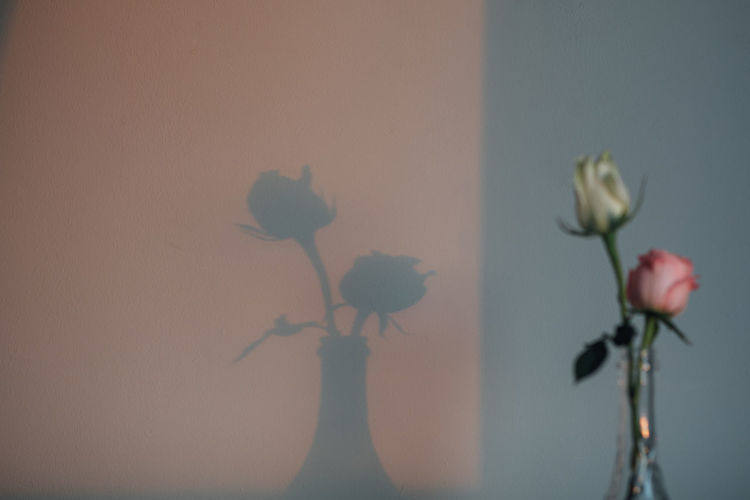 Close-up of flower vase against wall