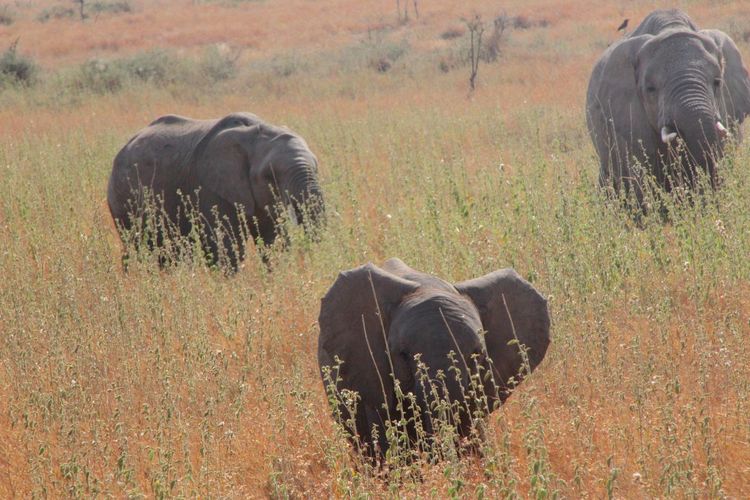 Rear view of elephant grazing on landscape