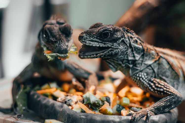 Close-up of lizards eating food