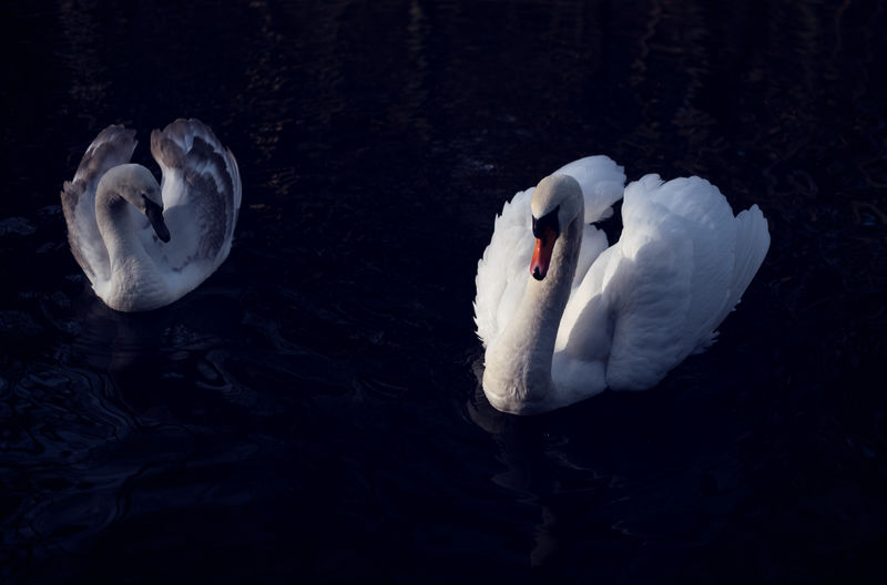 High angle view of swans swimming in lake