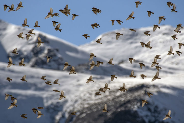Flock of finches flying in mountains area