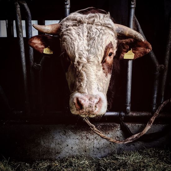Portrait of a cow in confinement