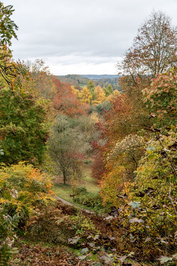Scenic view of forest against cloudy sky