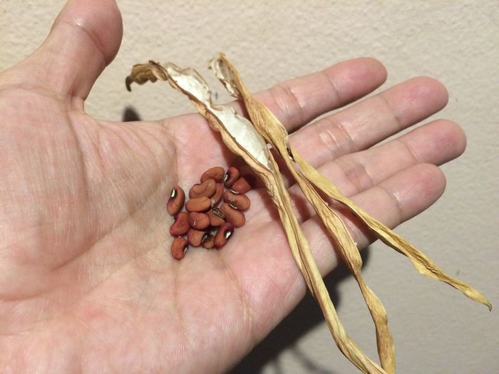 Cropped image of person holding cowpeas