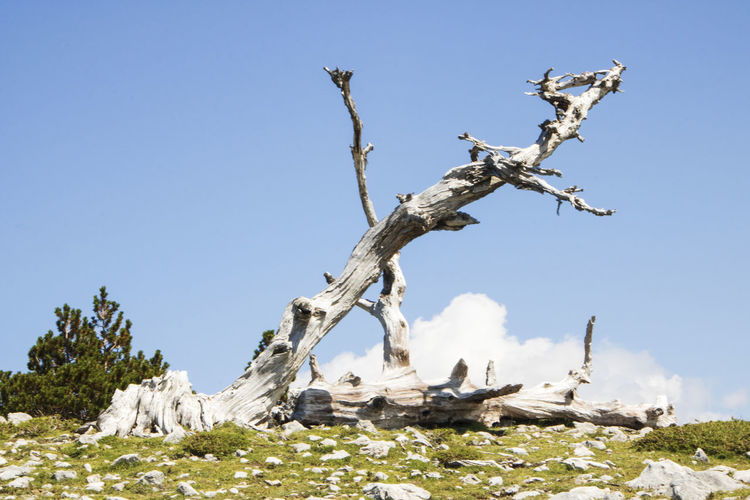 Low angle view of driftwood against clear blue sky
