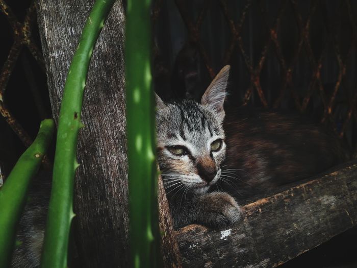 Portrait of cat on wood