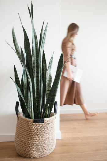 Blurred silhouette of woman in light interior, plant in jute basket