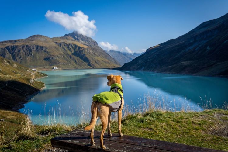 Dog standing by lake against mountains and sky