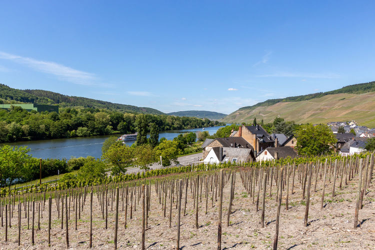Newly planted vineyard with wooden posts nearby the village graach on river moselle