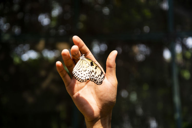 Close-up of butterfly perching on hand outdoors