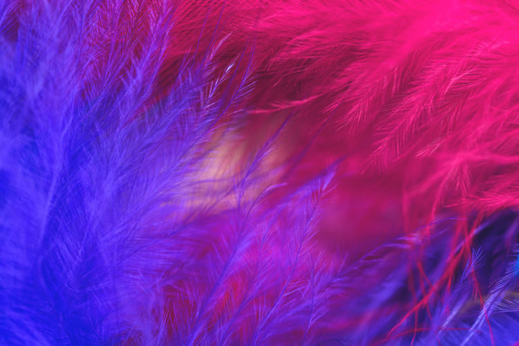 Full frame shot of colorful feathers