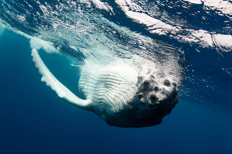 Underwater view of humpback whale swimming in sea