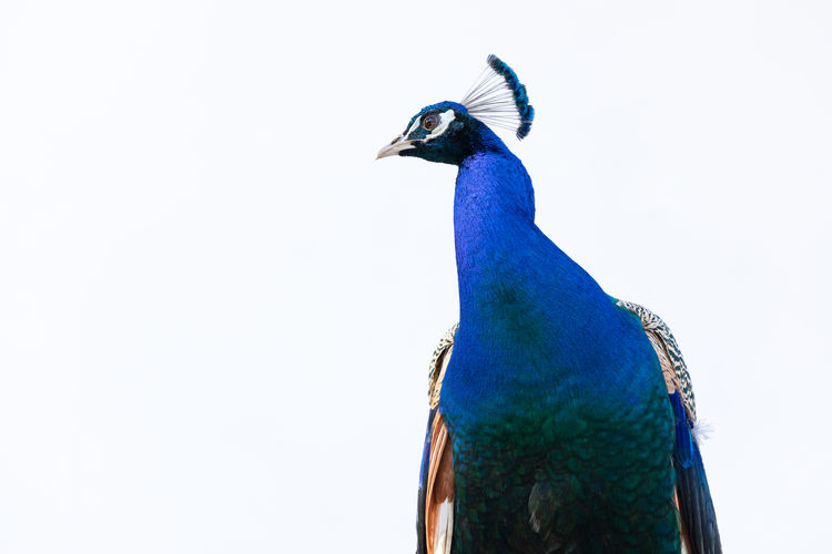Close-up of peacock against blue sky