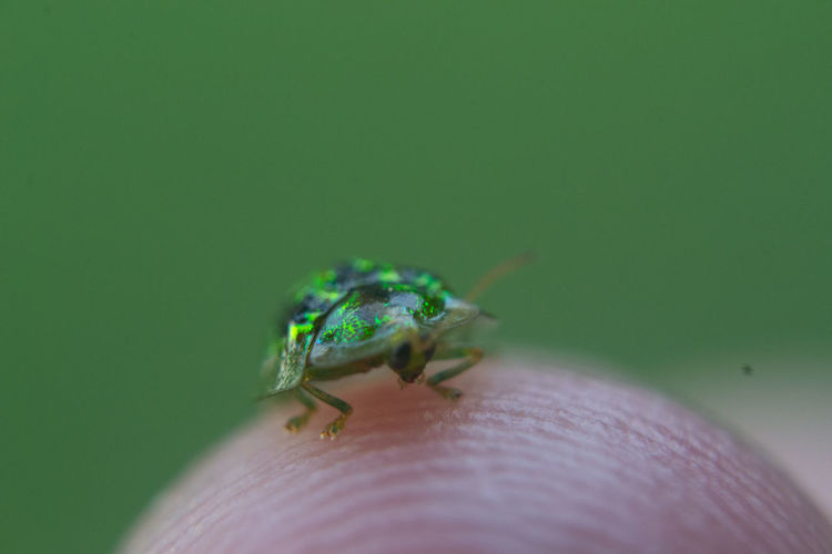 Close-up of insect on green hand