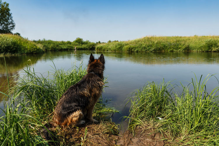 View of a dog in lake