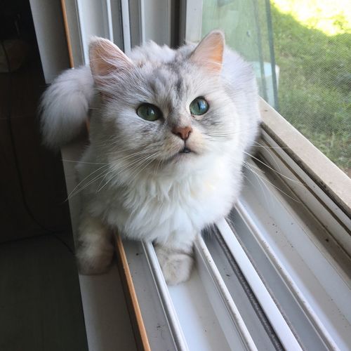 Close-up portrait of a cat