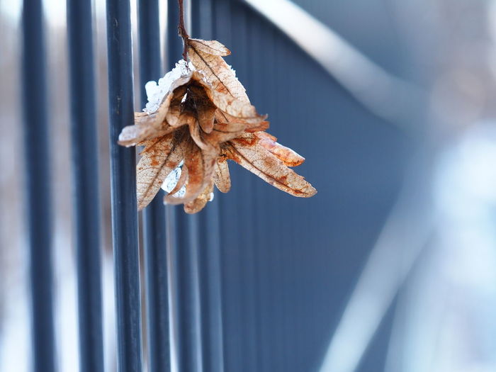 Close-up of dry flower hanging on plant during winter