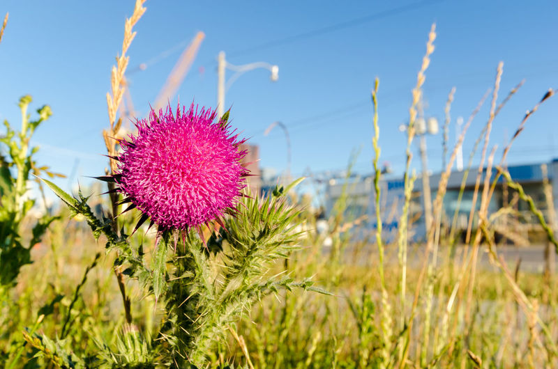 Close-up of pink thistle flowers on field