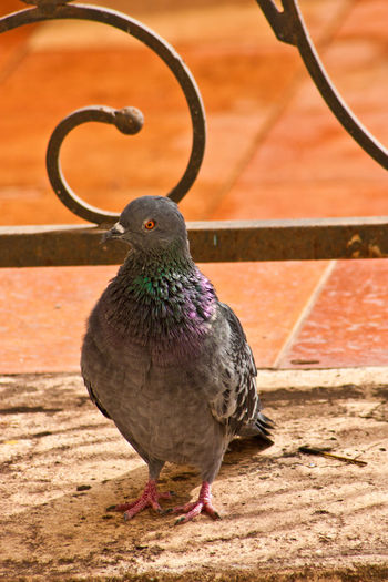 Close-up of a pigeon
