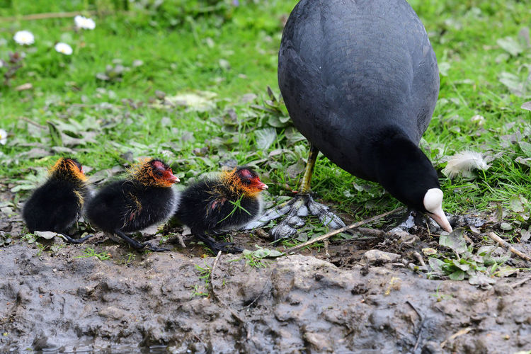 Close-up of coot with young birds on ground