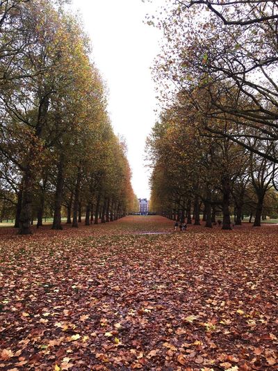 Road along trees