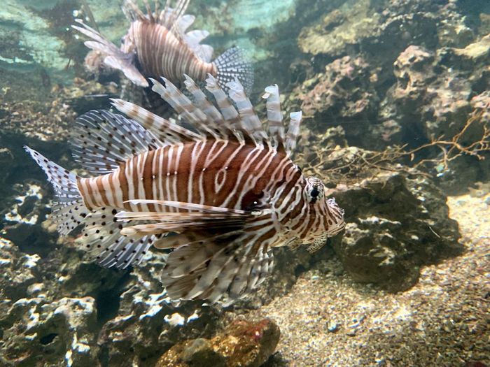 Close-up of firefish swimming in sea