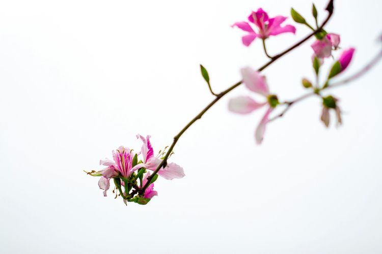 Close-up of pink flowers over white background