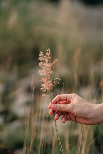 Midsection of person holding plant on field