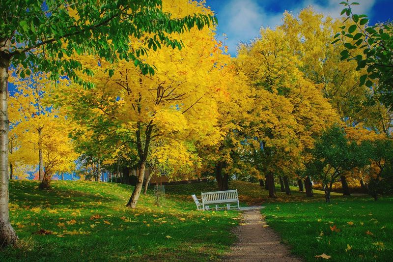 Benches in park in autumn
