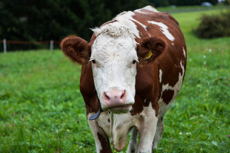 Portrait of calf standing on field