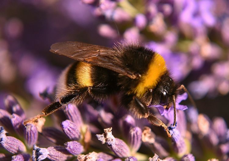 Honey bee on lavender flower during sunny day