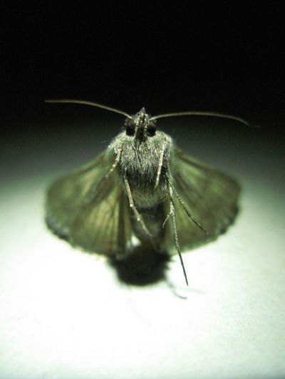 Close-up of butterfly