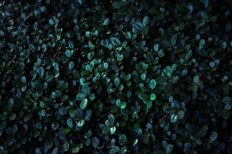 Defocused image of leaves