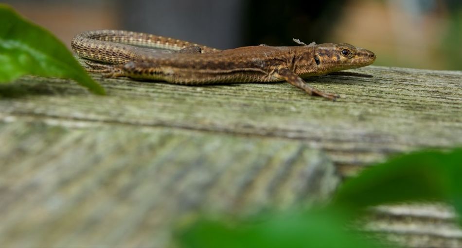 High angle view of lizard on wood