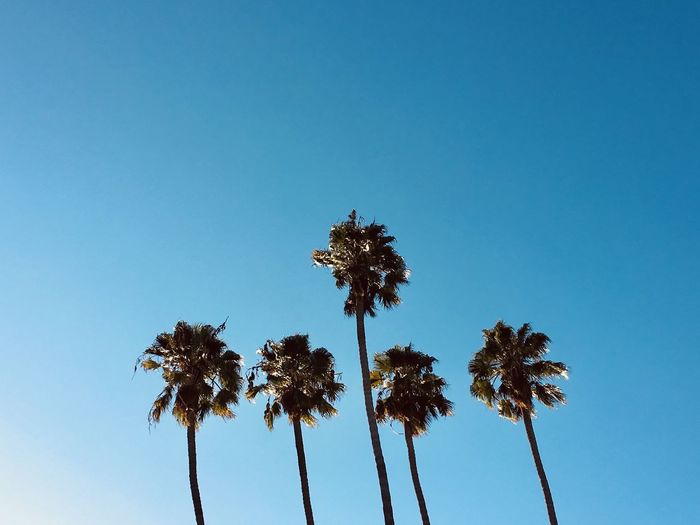 Low angle view of coconut palm trees against blue sky