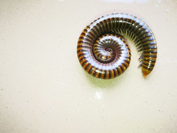 High angle view of shell on white background