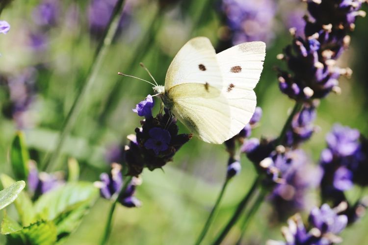 Close-up of butterfly pollinating on purple flower