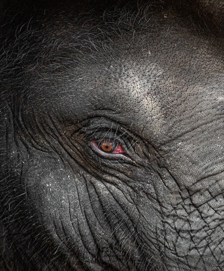 Close-up of elephant eye