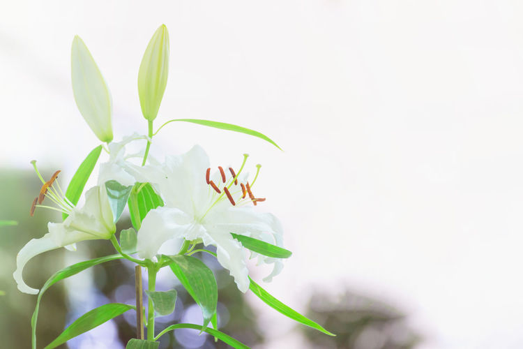 Close-up of white flowering plant
