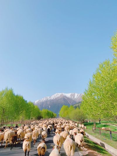 View of sheep on mountain against clear sky