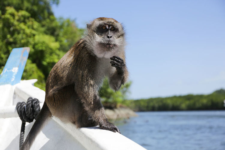 Alert monkey on boat against clear sky