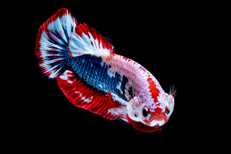 Close-up of fish underwater